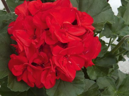 Muškát vzpřímený Moonlight® Cembalo | Pelargonium zonale