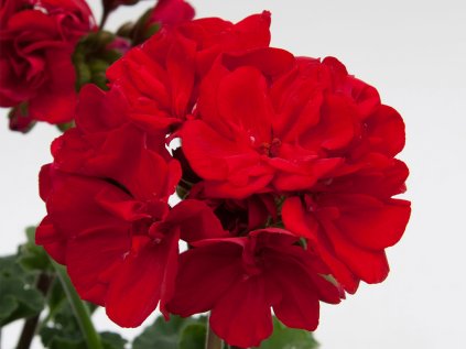 Muškát vzpřímený Moonlight® Denise | Pelargonium zonale