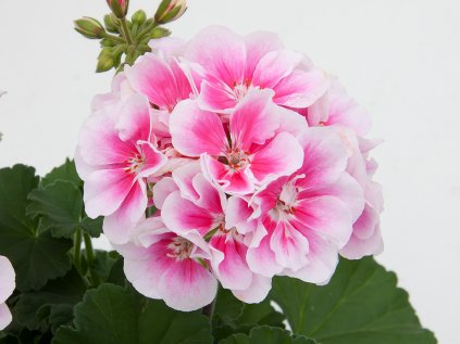 Muškát vzpřímený Moonlight® Katy '13 | Pelargonium zonale