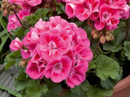 Muškát vzpřímený Moonlight® Lady Ramona | Pelargonium zonale