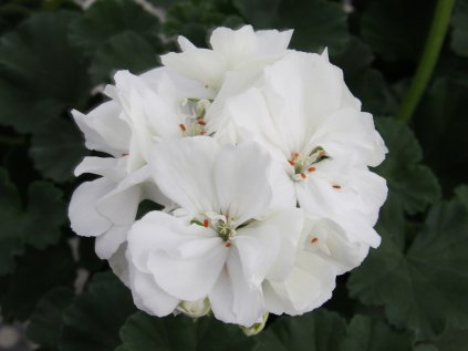 Muškát vzpřímený Moonlight® Sailing '12