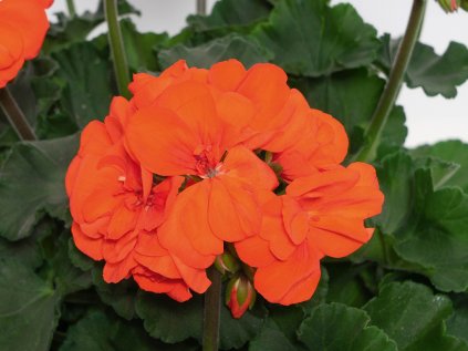 Muškát vzpřímený Moonlight® Vanessa