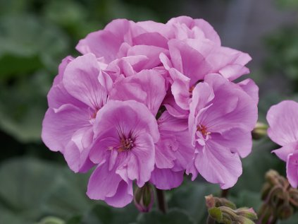 2145 muskat vzprimeny moonlight violino