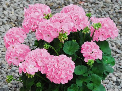 2157 muskat vzprimeny sunrise goesta