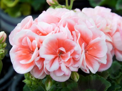 Muškát vzpřímený Sunrise® Jessy | Pelargonium zonale