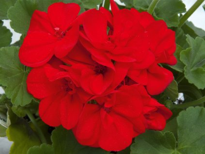 Muškát vzpřímený Sunrise® Samantha