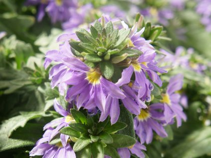 Vějířovka nezlomná Farol® Blue '13