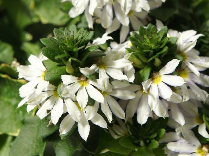 2181 vejirovka nezlomna farol white 13