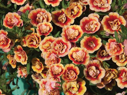 Milionový zvonek MiniFamous® Neo Double OrangeTastic