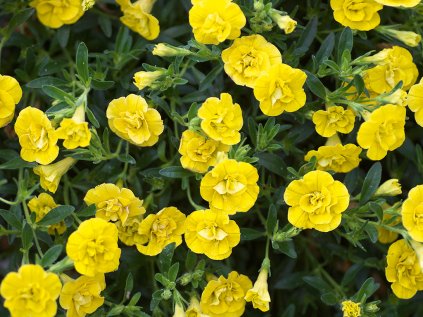 Milionový zvonek plnokvětý Neo Double Yellow | Calibrachoa hybrida