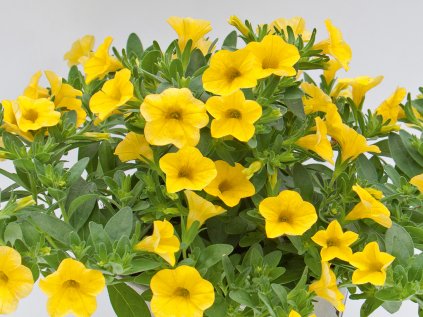 Milionový zvonek MiniFamous® Neo True Yellow