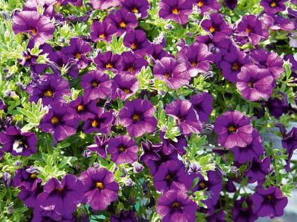 Milionový zvonek Uno Blue ´20 | Calibrachoa hybrida