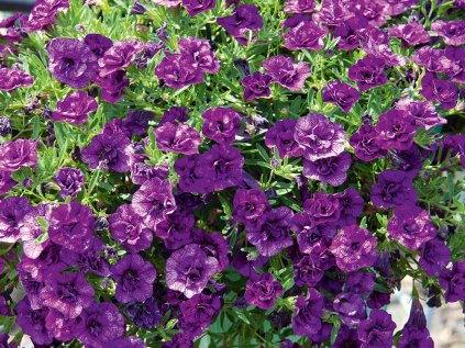 2226 milionovy zvonek uno double blue