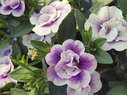 Milionový zvonek plnokvětý Uno Double LavTastic | Calibrachoa hybrida