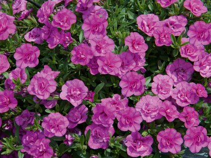 Milionový zvonek plnokvětý Uno Double PinkMania | Calibrachoa hybrida