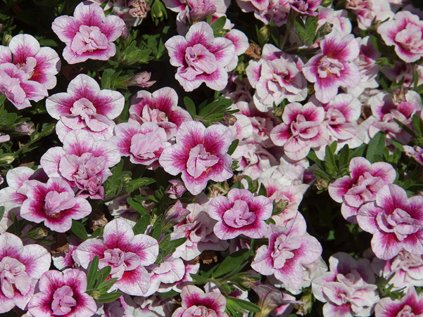 2235 milionovy zvonek uno double pinktastic