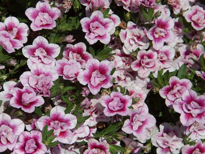 Milionový zvonek Uno Double PinkTastic