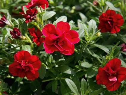 2238 milionovy zvonek uno double red