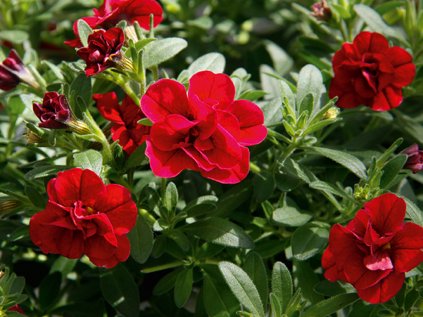 Milionový zvonek Uno Double Red