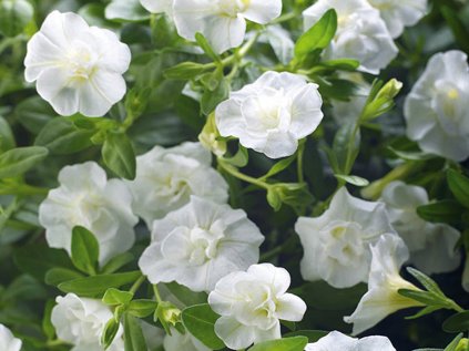 Milionový zvonek Uno Double White