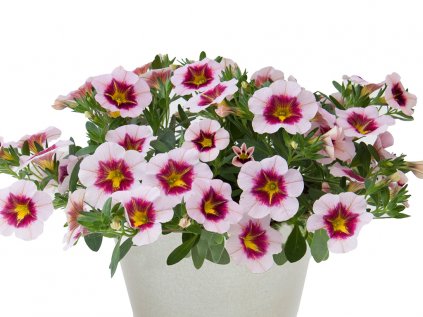 Milionový zvonek Uno Pink Purple Splash