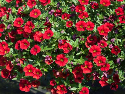 Milionový zvonek Uno Red