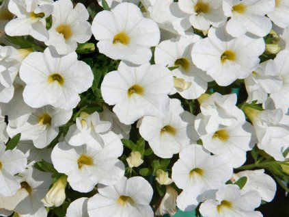 Milionový zvonek Uno White | Calibrachoa hybrida