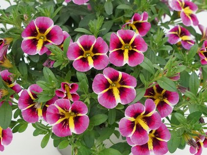 Milionový zvonek Rave® Pink Hawaii