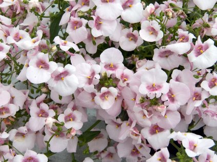 Ostruhatka barbeřina Piccadilly® Appleblossom | Diascia barberae