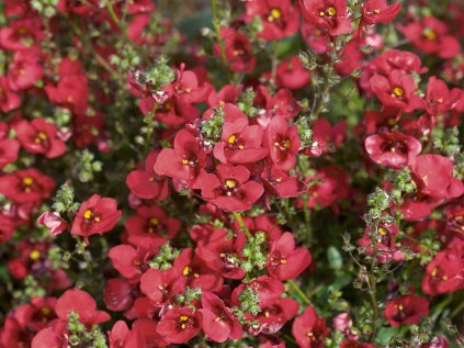 Ostruhatka barbeřina Piccadilly® Dark Red | Diascia barberae