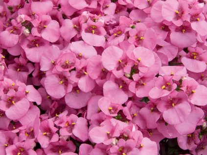 2274 ostruhatka barberina piccadilly hot pink