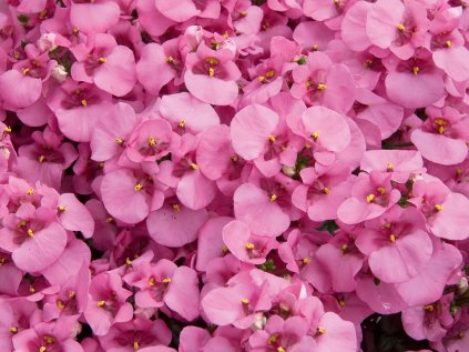 Ostruhatka barbeřina Piccadilly® Hot Pink