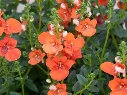 Ostruhatka barbeřina Piccadilly® Orange