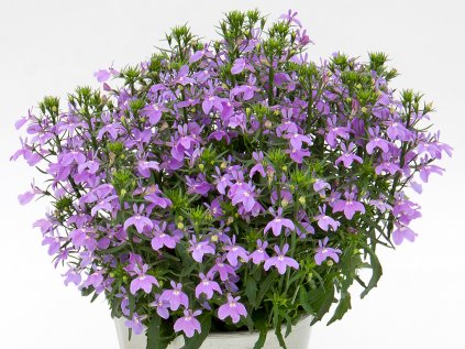 Lobelka drobná Curaçao® Compact Amethyst | Lobelia erinus