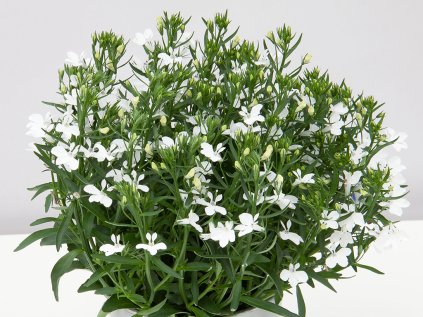 2286 lobelka drobna curacao compact white