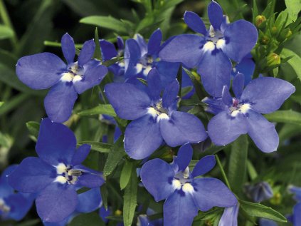 Lobelka drobná Curaçao® Midnight Blue | Lobelia erinus