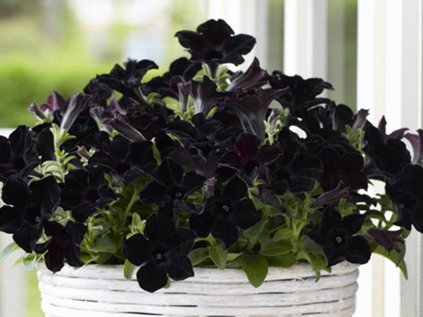 2319 petunie poloprevisla crazytunia black mamba