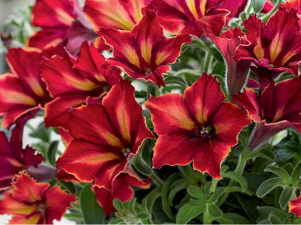 2322 petunie poloprevisla crazytunia mandeville