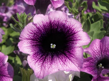 Petúnie převislá AlpeTunia® Blueberry | Petunia cultivars