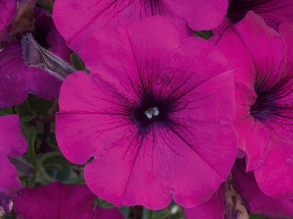 2331 petunie previsla alpetunia dark purple