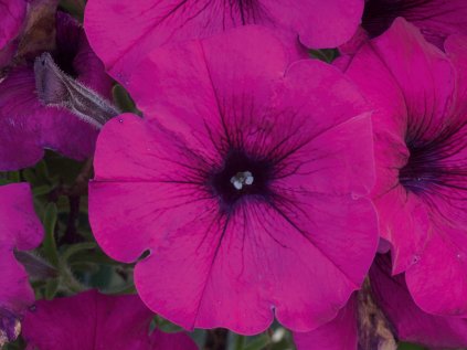 Petúnie převislá AlpeTunia® Dark Purple | Petunia cultivars