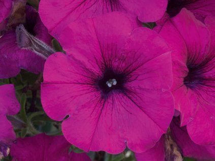 Petúnie převislá AlpeTunia® Dark Purple
