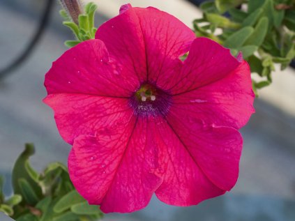 Petúnie převislá AlpeTunia® Hot Pink | Petunia cultivars