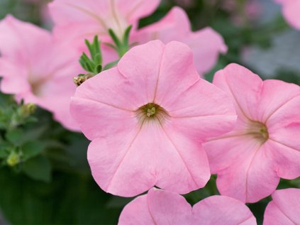 2343 petunie previsla alpetunia soft pink