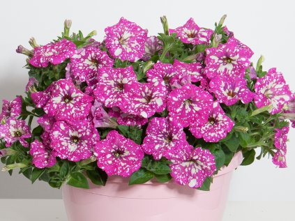 Petúnie převislá BabyDoll® | Petunia cultivars