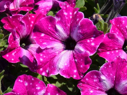 Petúnie převislá Famous Circus Sky