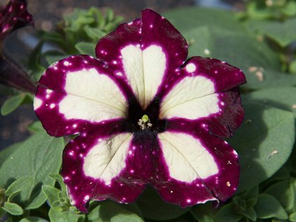 2358 petunie previsla lightning sky