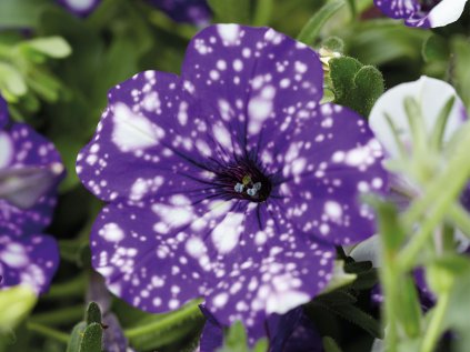 Petúnie převislá NightSky®