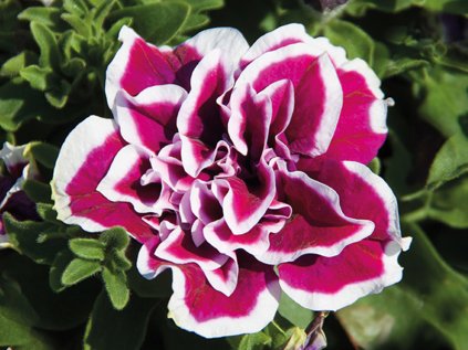2367 petunie poloprevisla sweetsunshine magenta picotee