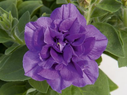 Petúnie polopřevislá SweetSunshine® Provence